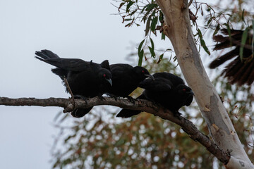 A group of White-winged Choughs sitting in a tree