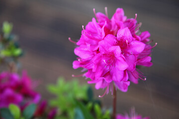 Beautiful bright pink Azalea flowers