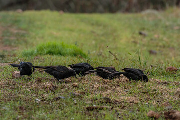 A group of White-winged Choughs looking for food at The Pinnacle Nature Reserve, ACT, Australia on an autumn morning in May 2020