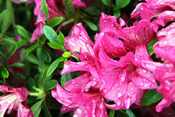 Fototapeta premium Beautiful bright pink Azalea flowers