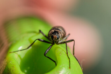 Wingless Soldier Fly female