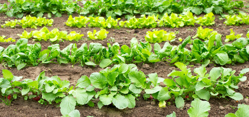 Field of green potato bushes. Organic Farm Products