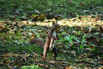 胡桃をくわえて立ち上がる母リス