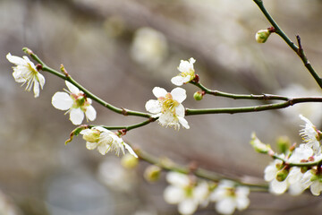 白い梅の花
