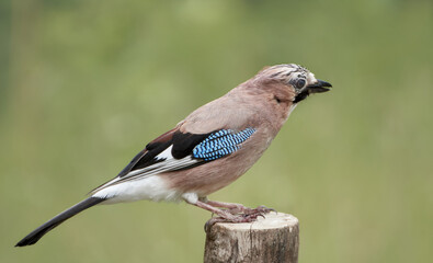 Eurasian jay (Garrulus glandarius) perched on wood stump against green natural background