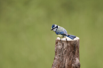 Rear view of a blue tit bird (Cyanistes caeruleus) perched on wood stump in nature