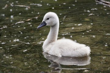 Close-up of a mute swan cygnet (Cygnus olor) swimming in water