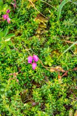 Walk on the Azores archipelago. Discovery of the island of Faial, Azores, Horta