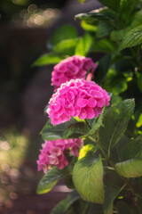 Pink hydrangea blooms in the garden in summer. Hydrangea close-up on a green blurred background. Soft focus, beautiful bokeh.