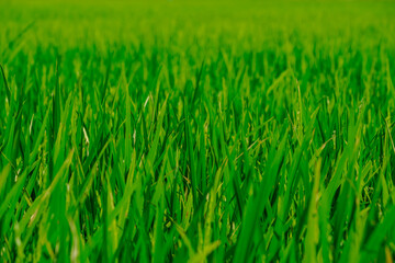 Rice green fields plantation for human food