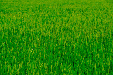 Rice green fields plantation for human food