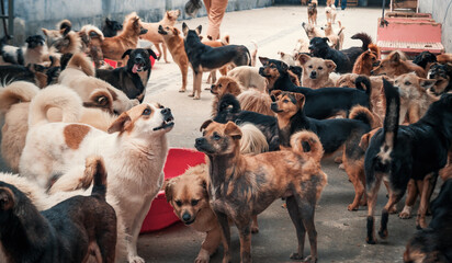 Unwanted and homeless dogs of different breeds in animal shelter. Looking and waiting for people to...