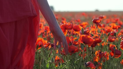 female hand touching poppies in bloom, poppy field at sunset, girl walking in poppy field, close up of hand stroking flowers, summer background