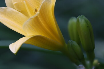 schöner Blumenkelch