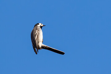 Funny photo of a white wagtail (motacilla alba) flying in the blue sky taken in retschow germany
