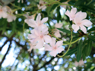 Tropical flowers. Flowering shrub Oleander. Beautiful white and pink flowers.