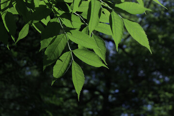 summer green leaves with sunlight, green summer background