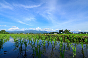 田植え後の水田　6月　稲の苗　青空