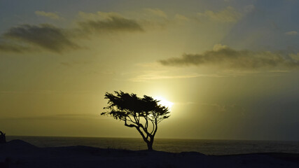 lonely tree in the sunset