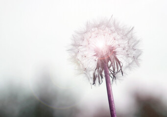  Fluffy dandelion against sky background and sun beam      