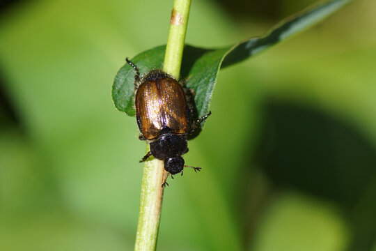 Phyllopertha horticola, the garden chafer or garden foliage beetle (family Scarabaeidae) in a Dutch garden in spring. May 31.