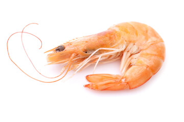 Fresh shrimps on white background