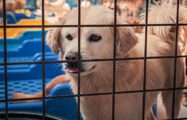 Portrait of sad dog in shelter behind fence waiting to be rescued and adopted to new home. Shelter...