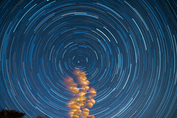 Startrails over a windy pear tree