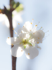 White apple blossom
