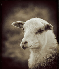 Portrait of a young beautiful sheep.