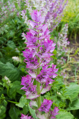 Stem of flowering sage on a blurred background