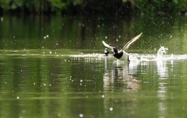 ente, bird, wasser, stockente, see, natur, wild lebende tiere, tier, teich, ente, wild, bird, 
