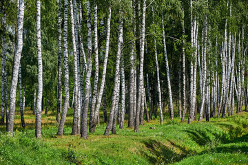 Obraz premium A group of birches in a forest clearing. Summer forest landscape with birch trees.