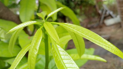MANGO LEAVES
