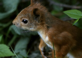 squirrel in the forest