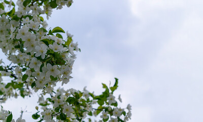 White flowers of an apple tree. Five petals in inflorescence. Green leaves on a branch. Background sky. Concept of spring, aroma, flowering.