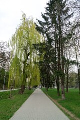 Leaves of the green willow tree. Slovakia