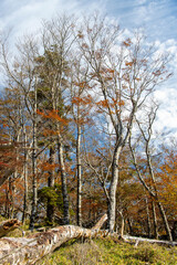 雲の多い空と山の樹木の紅葉