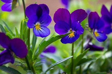 Closeup of violet pansies
