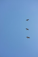 Three birds of prey flying in a clear blue sky