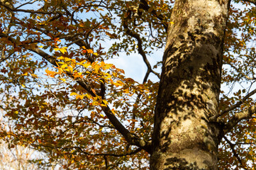 木の幹にできた葉の影