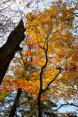 鮮やかな紅葉と朽ちた樹木