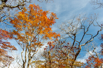 秋の爽やかな青空とオレンジ色の紅葉