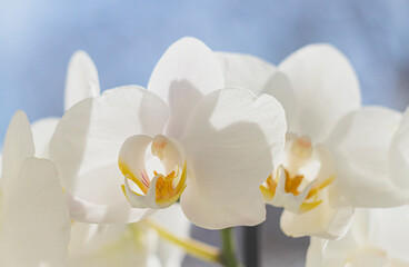 Snow-white with yellow in the center orchid flowers. Orchid on the windowsill against the background of spring greenery outside the window.