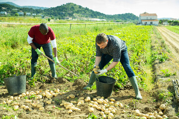 Men picking harvest to bucket  in garden outdoor