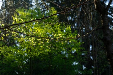Beautiful green leaves of an oak tree in the nature. Slovakia