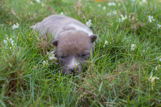 cute 14days old doggy puppy in a gras getting tired the first steps
