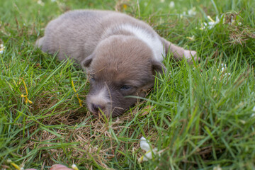 cute 14days old doggy puppy in a gras getting tired the first steps