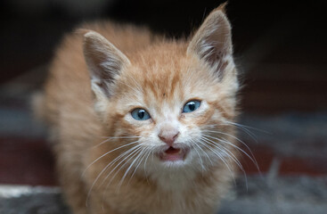 2 month old small cat looks forward and meows