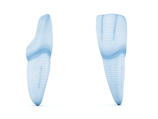 Morphology of maxillary central incisor tooth.  Wired 3d illustration